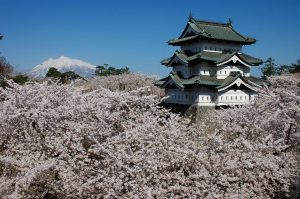 弘前城の桜1