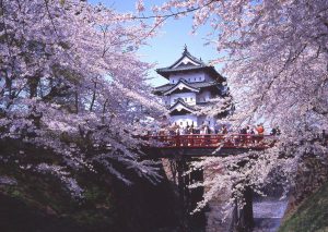 弘前城の桜2