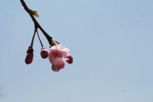 つぼみの桜
