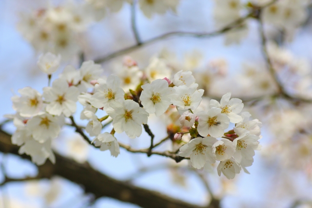 桜の木に咲いた花