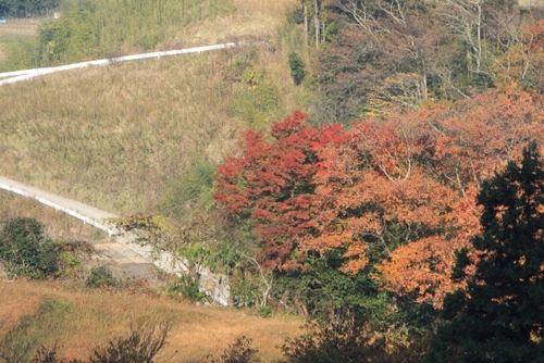 養老渓谷の紅葉