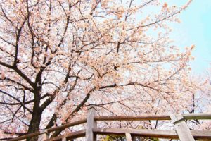 きれいな桜の木