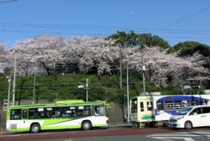 桜花見に来たバスの団体