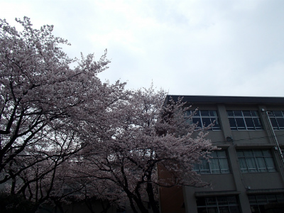 花曇りとはどんな曇り その意味と季節の挨拶や季語としての使い方 気になること 知識の泉