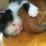赤ちゃんの動物園デビューはいつからがいい 気を付けることは 気になること 知識の泉