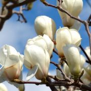 つつじ さつき アザレアの違いとは 花や木の特徴や見分け方を紹介 気になること 知識の泉